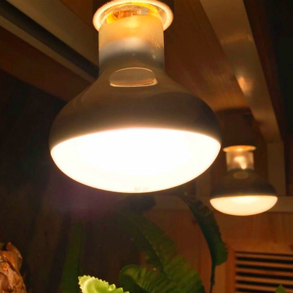 Schildkröte Temperaturregler W – Basking Bulb Halogen Bewertung und Preis