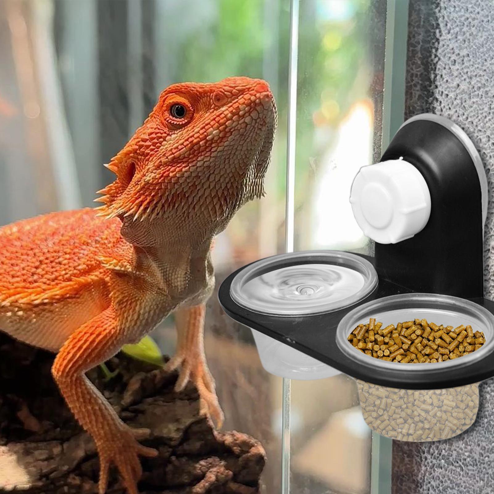 Gecko Futter- und Wasserschale – Water Dish Reptile Bewertung und Preis
