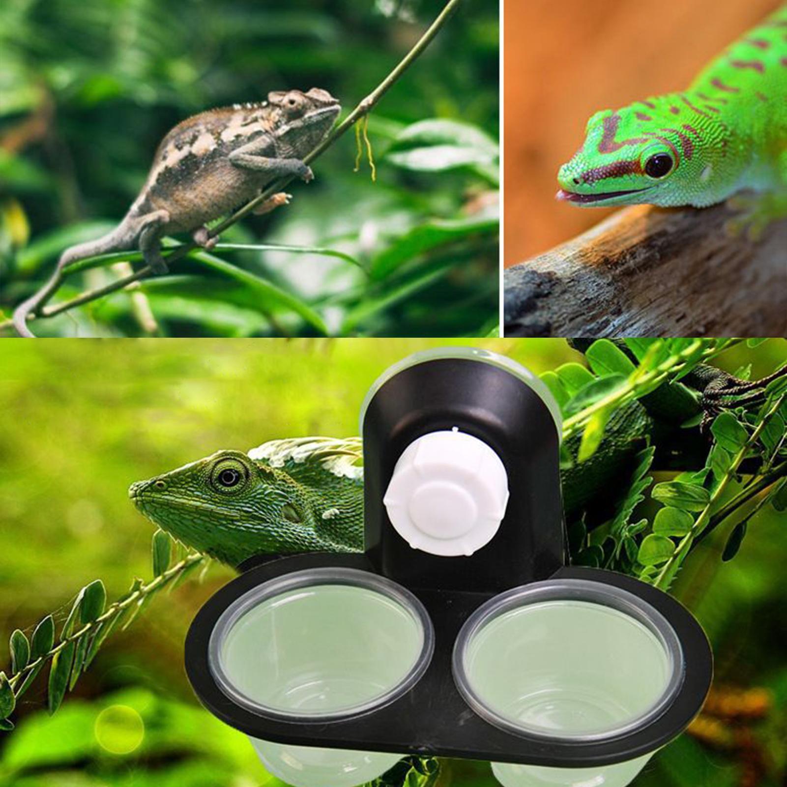 Gecko Futter- und Wasserschale – Water Dish Reptile Bewertung und Preis