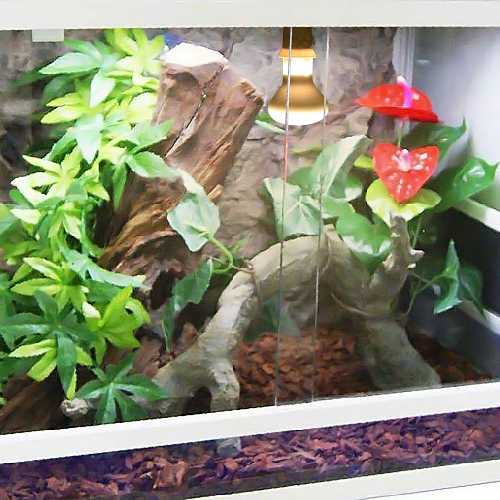 Schildkröten-Temperaturregler  – Basking Bulb Halogen Bewertung und Preis