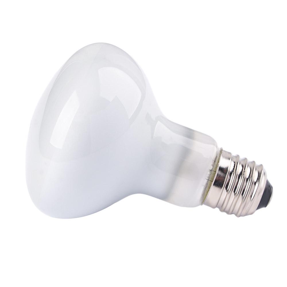 Schildkröten-Temperaturregler  – Basking Bulb Halogen Bewertung und Preis