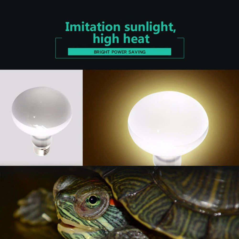 Amphibien-Wärmelampe mit Tempe – Basking Bulb Halogen Bewertung und Preis